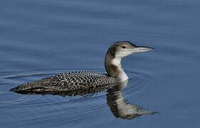 Common Loon