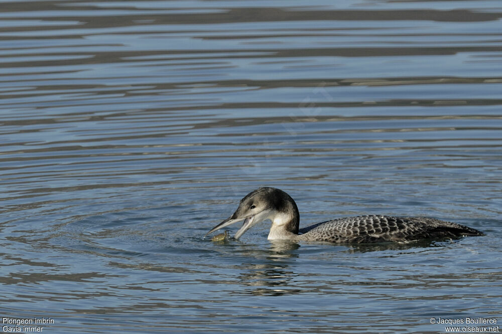 Plongeon imbrinjuvénile