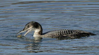 Common Loon