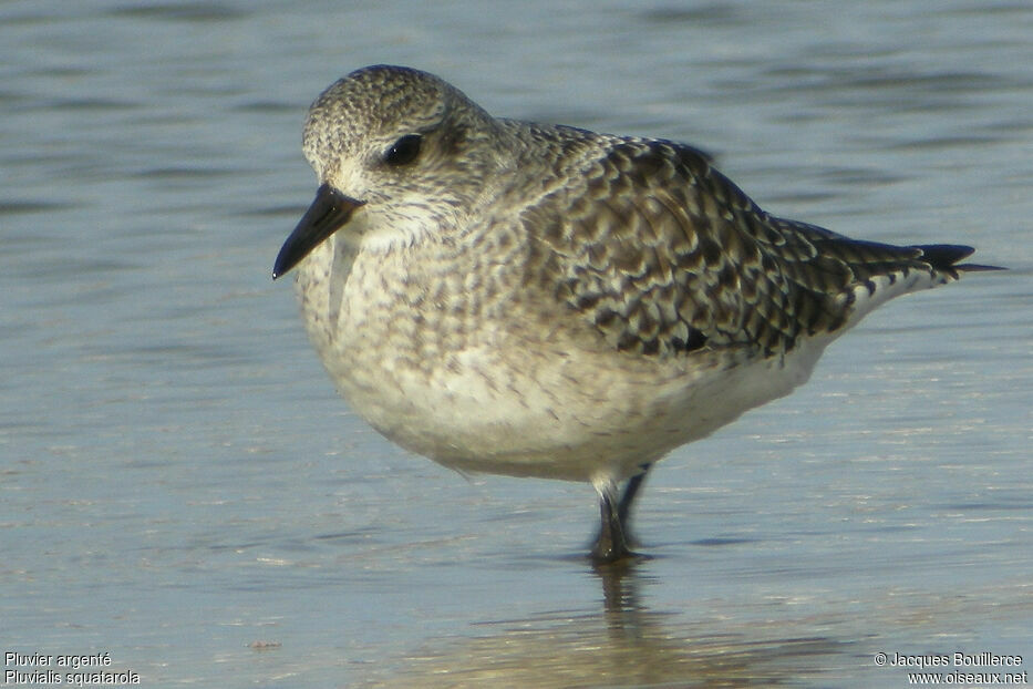 Grey Plover