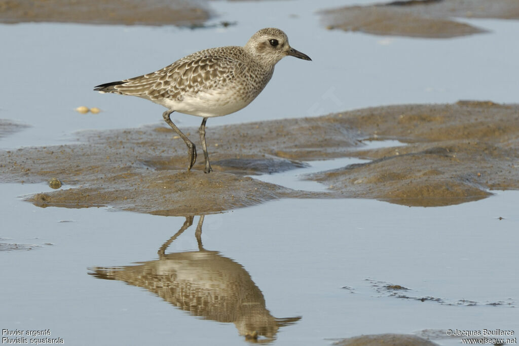 Grey Plover