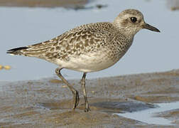 Grey Plover