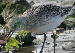 Grey Plover