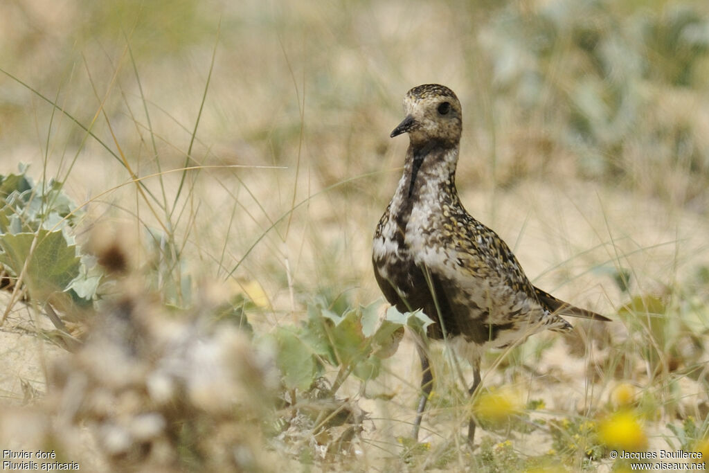 European Golden Plover, identification