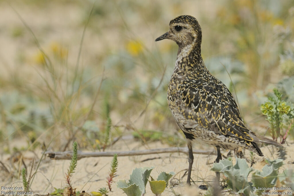 European Golden Plover, identification