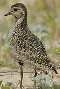 European Golden Plover