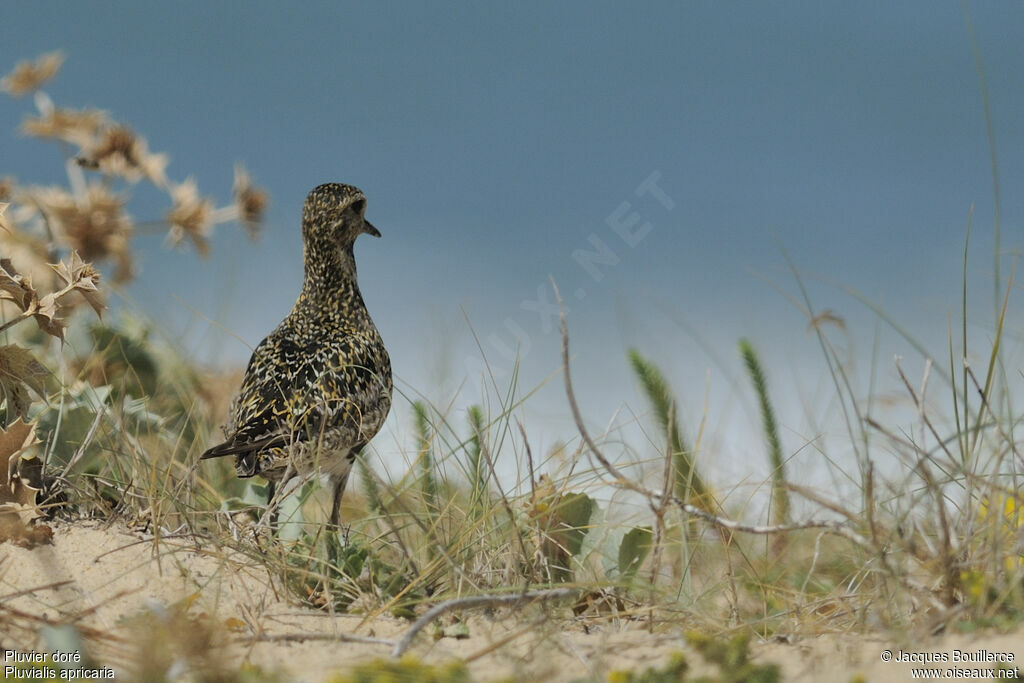 European Golden Plover