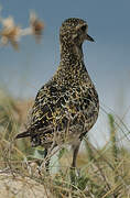 European Golden Plover