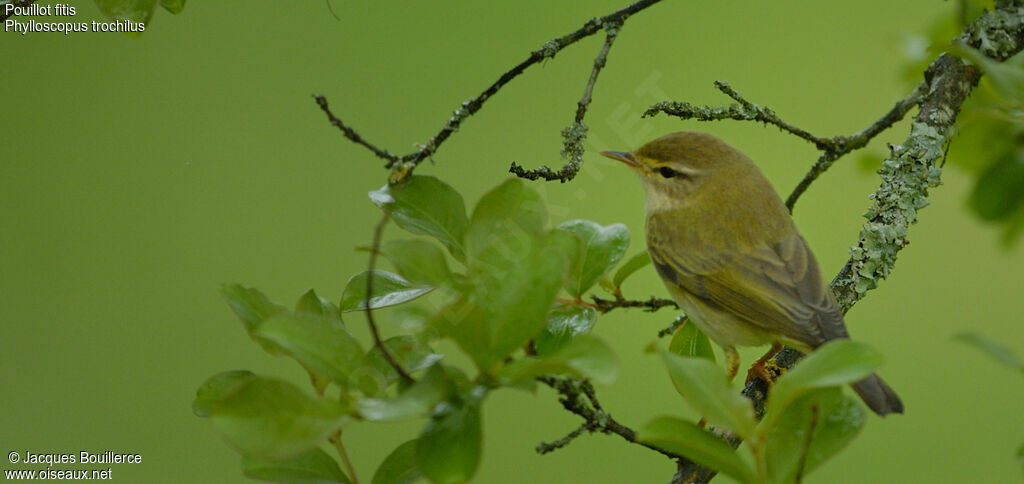 Willow Warbler