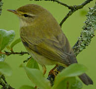 Willow Warbler