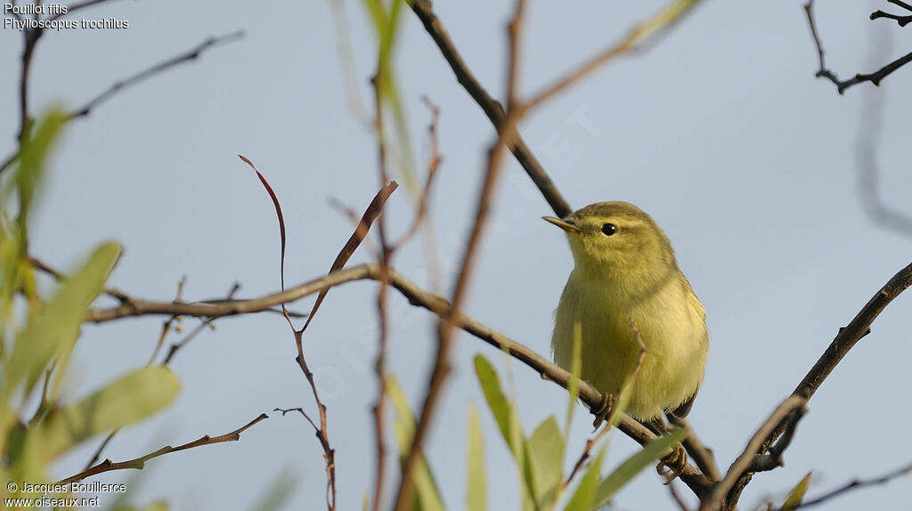 Willow Warbler