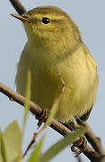 Willow Warbler