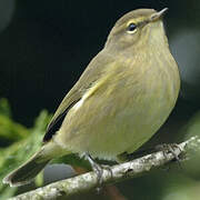 Common Chiffchaff