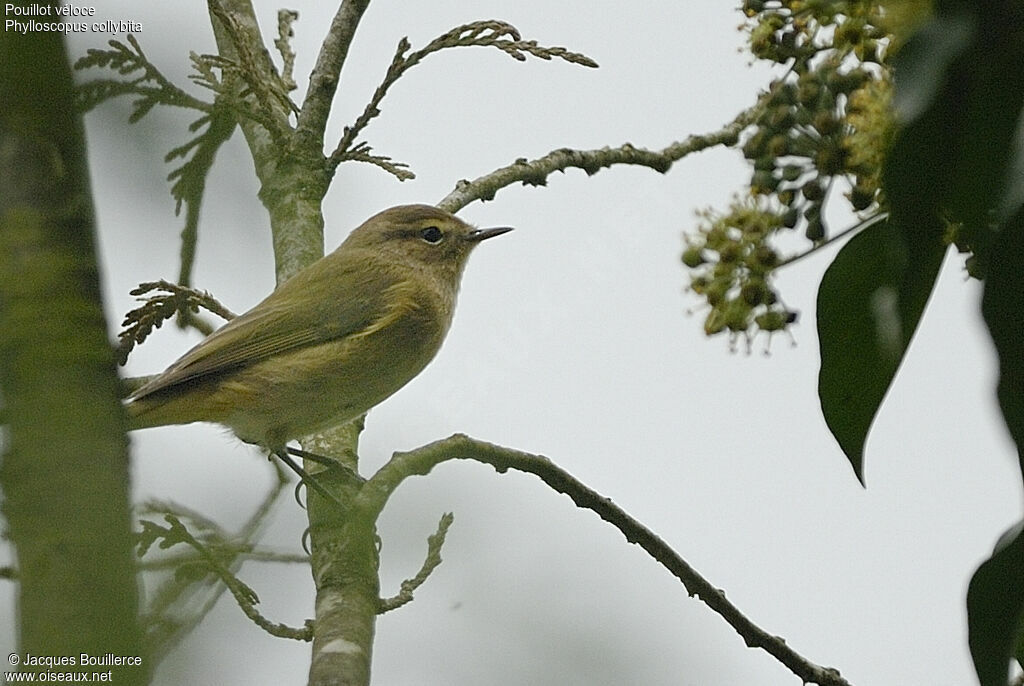 Common Chiffchaff