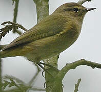 Common Chiffchaff