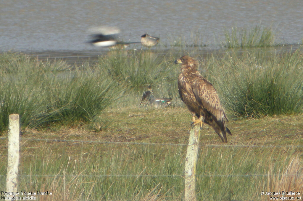 White-tailed EagleSecond year