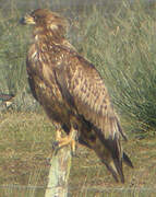 White-tailed Eagle