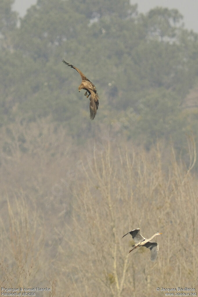 White-tailed EagleSecond year