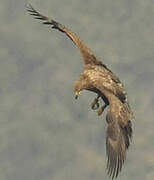 White-tailed Eagle