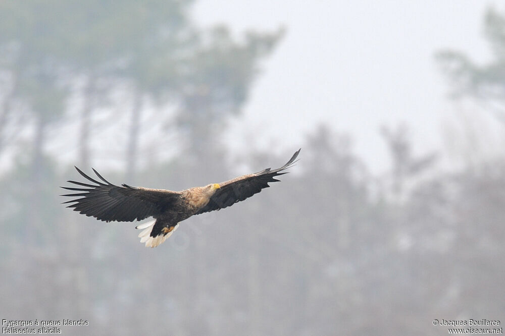 White-tailed Eagleimmature