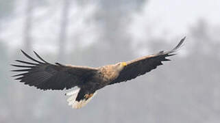 White-tailed Eagle