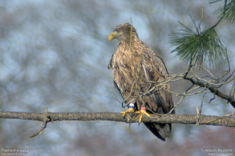 White-tailed Eaglesubadult