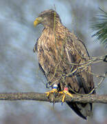 White-tailed Eagle