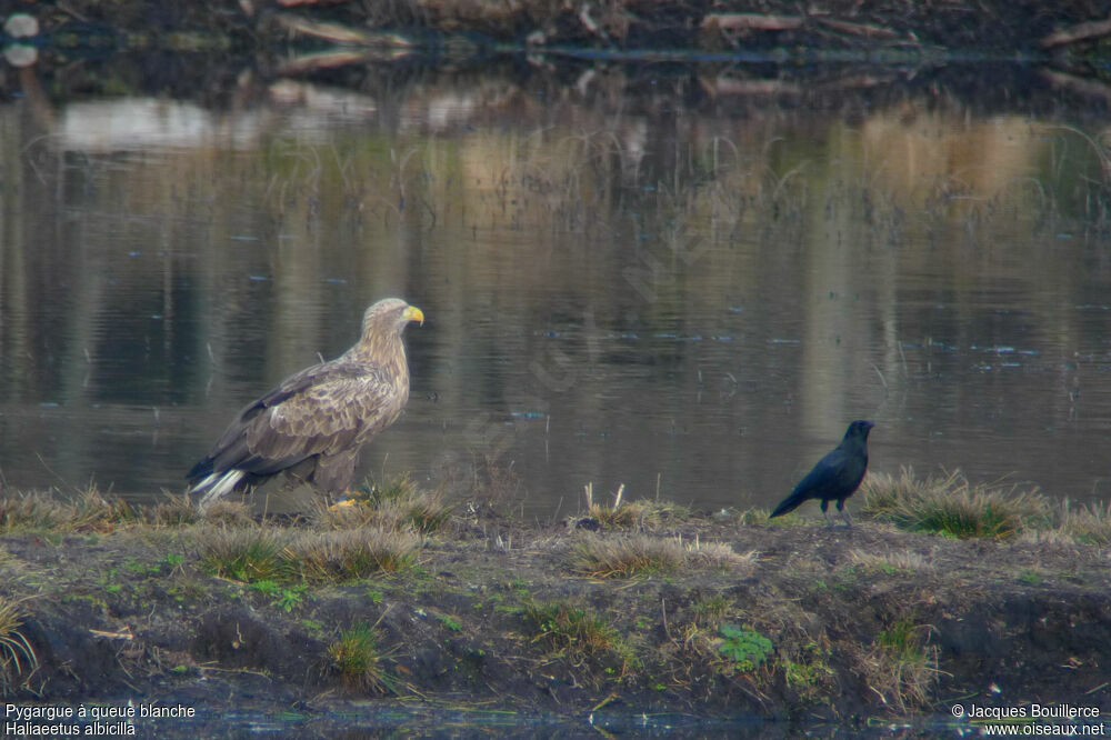 White-tailed Eaglesubadult