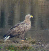 White-tailed Eagle