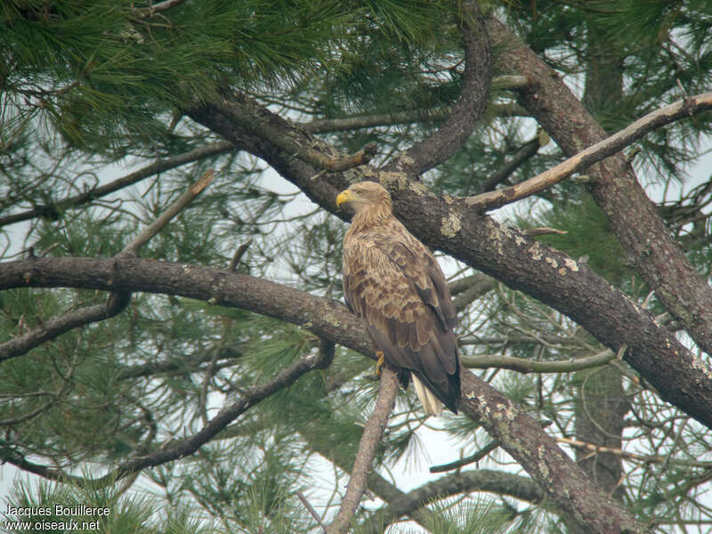 White-tailed Eagleadult, identification