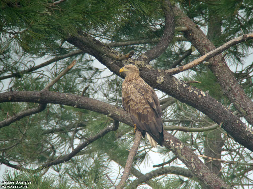 White-tailed Eagleadult, identification