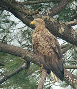 White-tailed Eagle