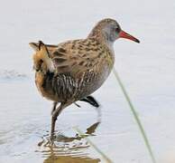 Water Rail