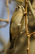 Goldcrest