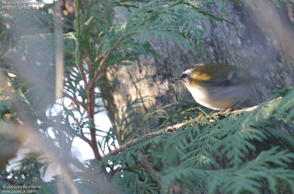 Common Firecrest