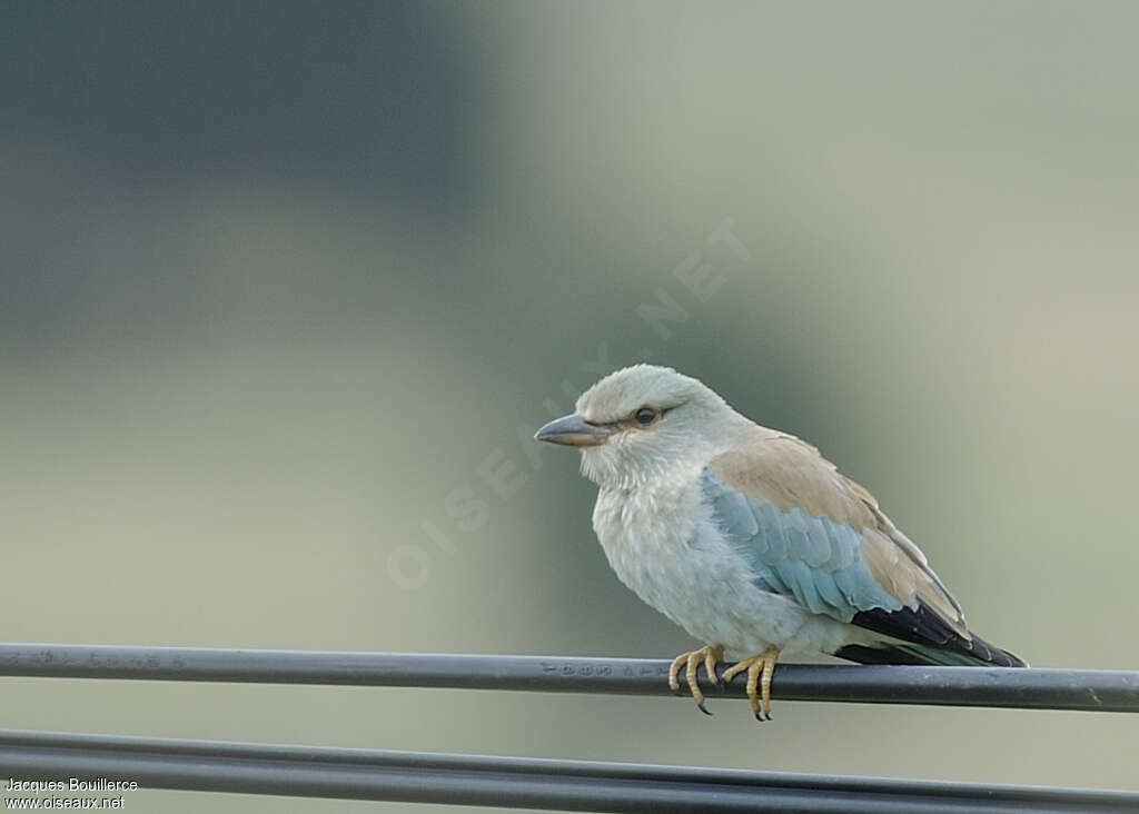 European Rollerjuvenile