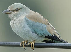 European Roller