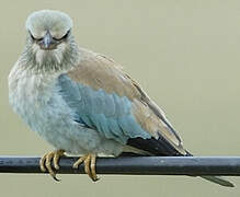 European Roller