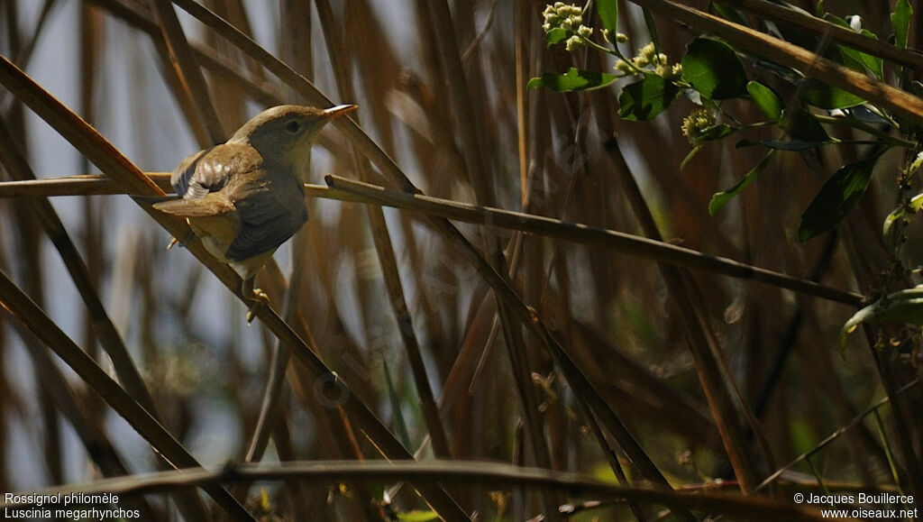 Common Nightingale