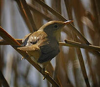 Common Nightingale