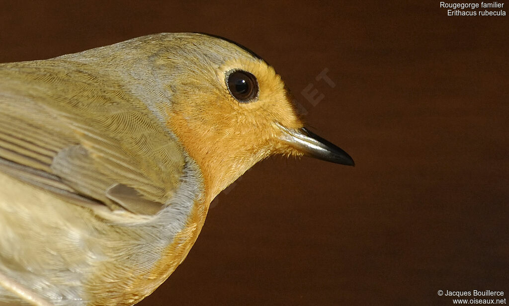 European Robin