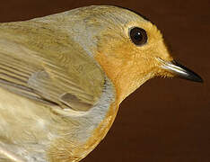 European Robin