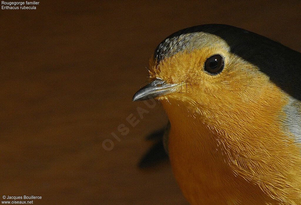 European Robin