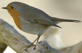 European Robin