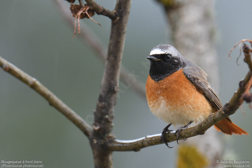 Common Redstart