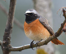 Common Redstart