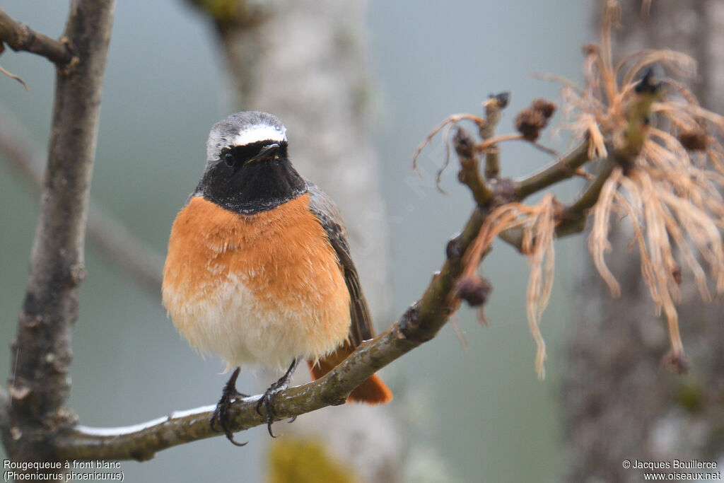 Common Redstart