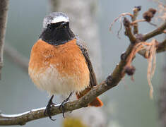 Common Redstart