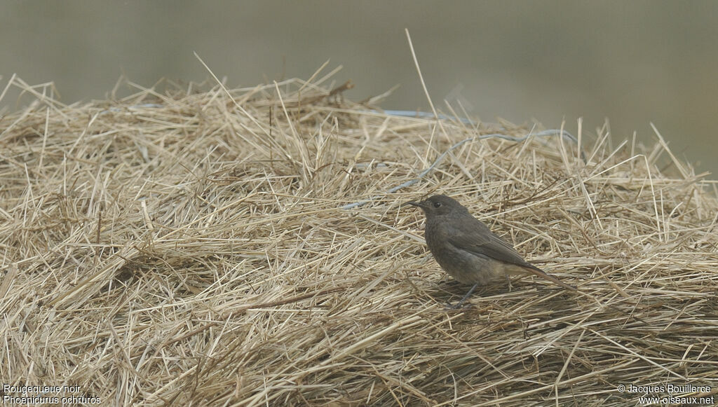 Black Redstart