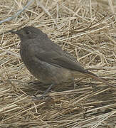 Black Redstart